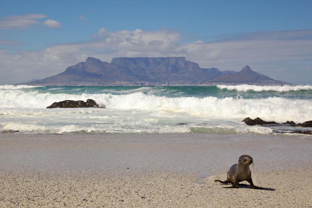 Premier Hotel Cape Town - image 6