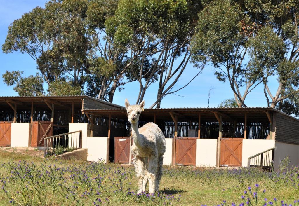 Anna Beulah Farm - image 6