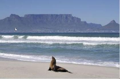 Cape Town Sea Spray BloubergStrand - image 9